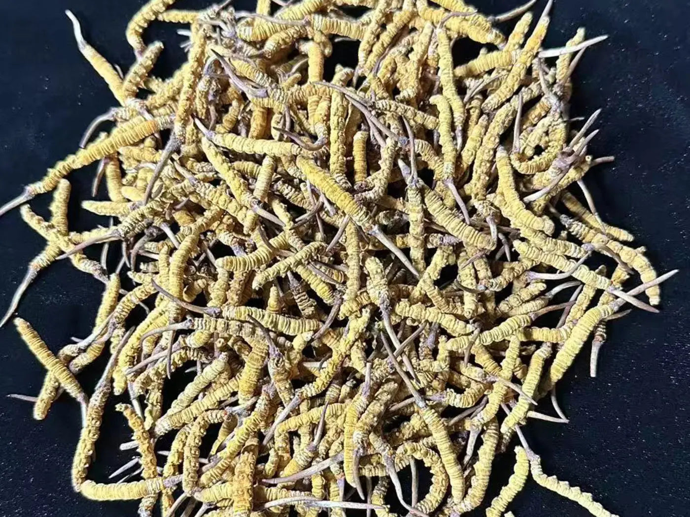 Premium Grade Ophiocordyceps sinensis