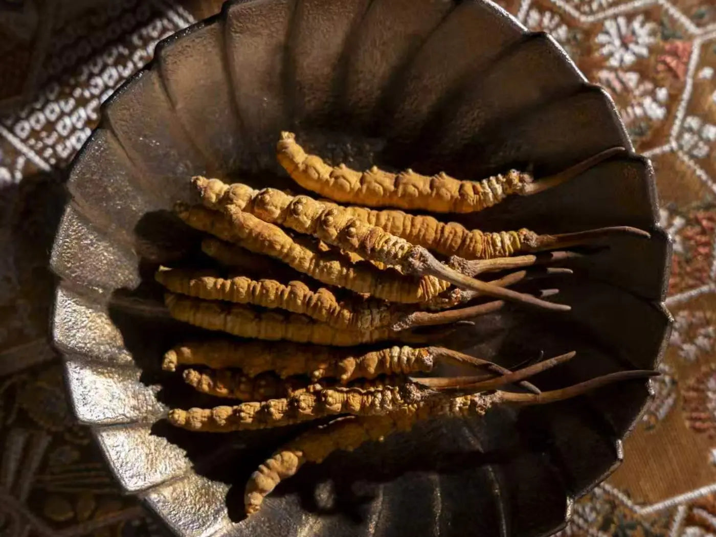 Grade II Ophiocordyceps sinensis
