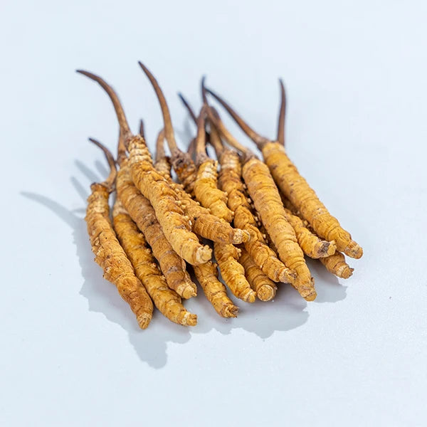 Authentic Biomimetic Cordyceps Sinensis - 10g Premium Gift Box