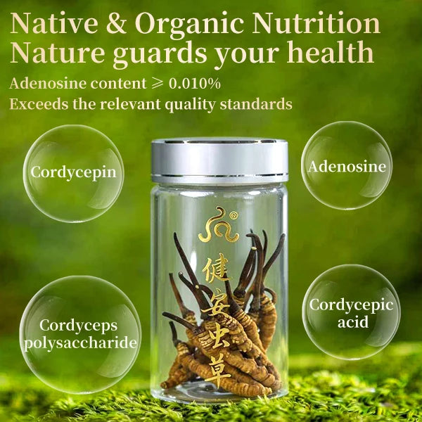 Premium Biomimetically Cultivated Cordyceps Sinensis - Authentic Gift Series