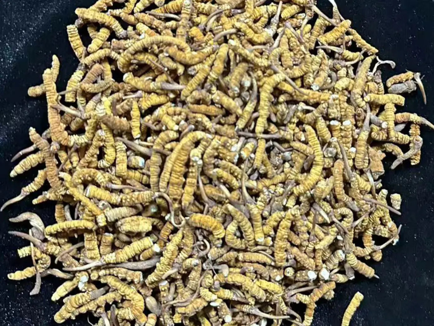 Broken artificially cultivated Ophiocordyceps sinensis material