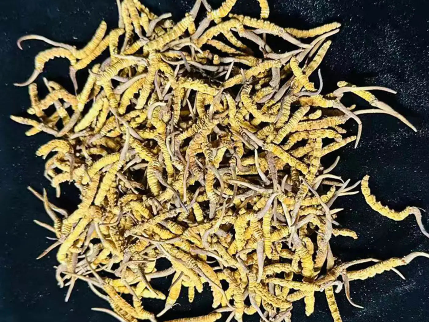 Grade I artificially cultivated Ophiocordyceps sinensis