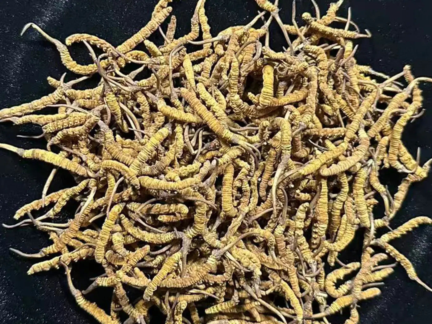 Grade II artificially cultivated Ophiocordyceps sinensis