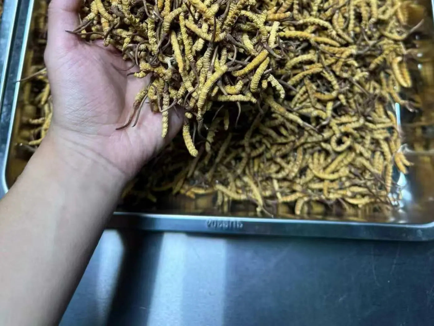 Broken artificially cultivated Ophiocordyceps sinensis material