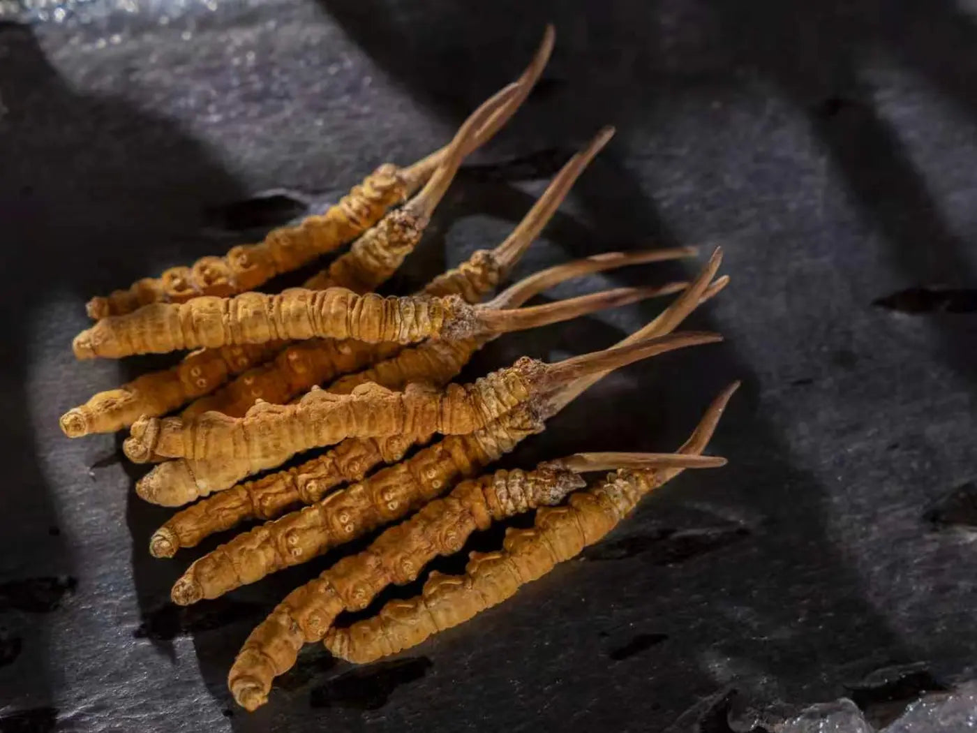 Grade I artificially cultivated Ophiocordyceps sinensis