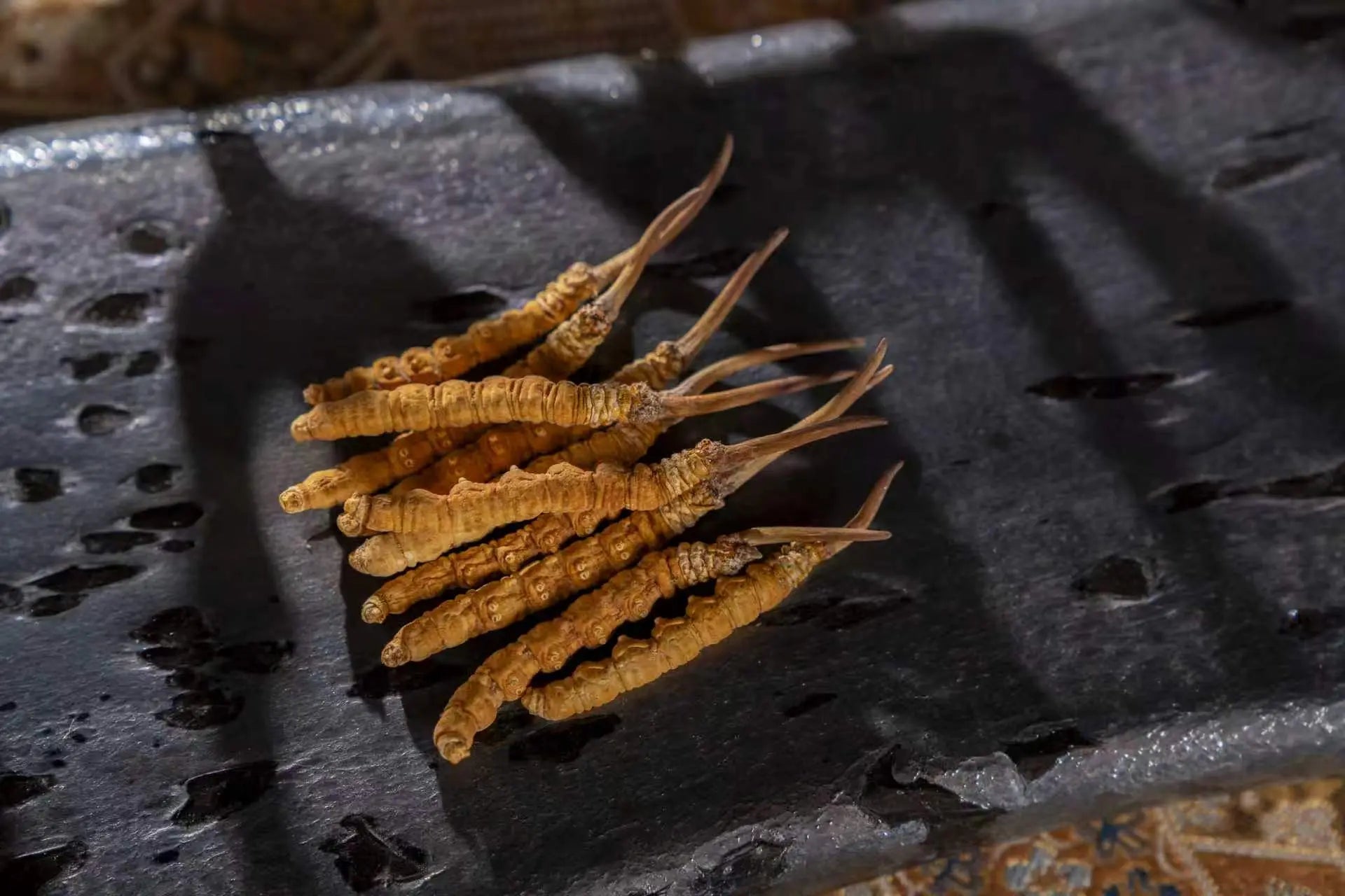 Artificially cultivated Ophiocordyceps sinensis whole material