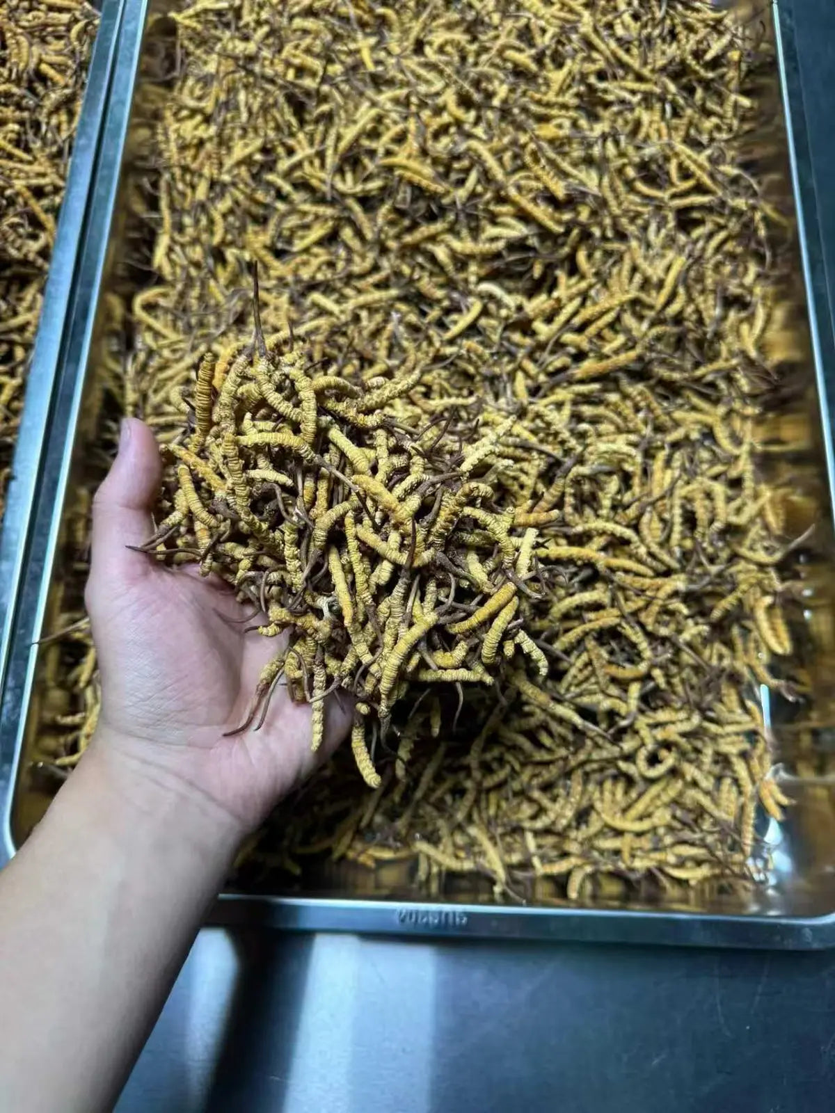 Large batch of artificially cultivated Ophiocordyceps sinensis